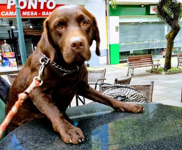 Cadela da raça labrador é baleada covardemente em campus de faculdade no RS