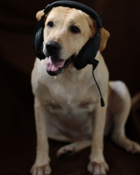 Fones de ouvido para o seu cachorro
