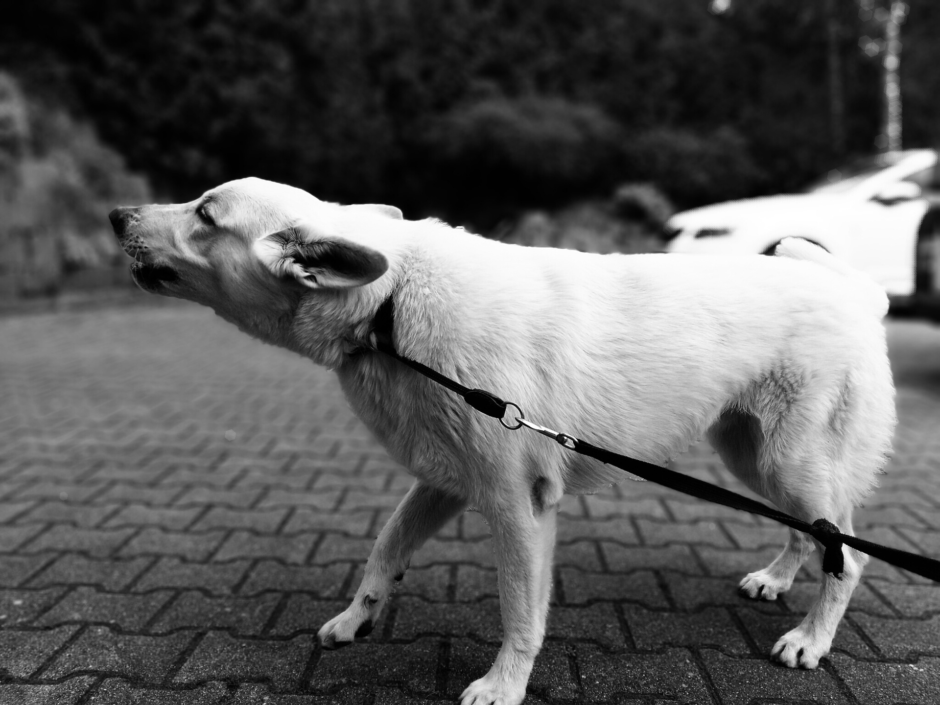 O seu cão é agressivo no passeio?