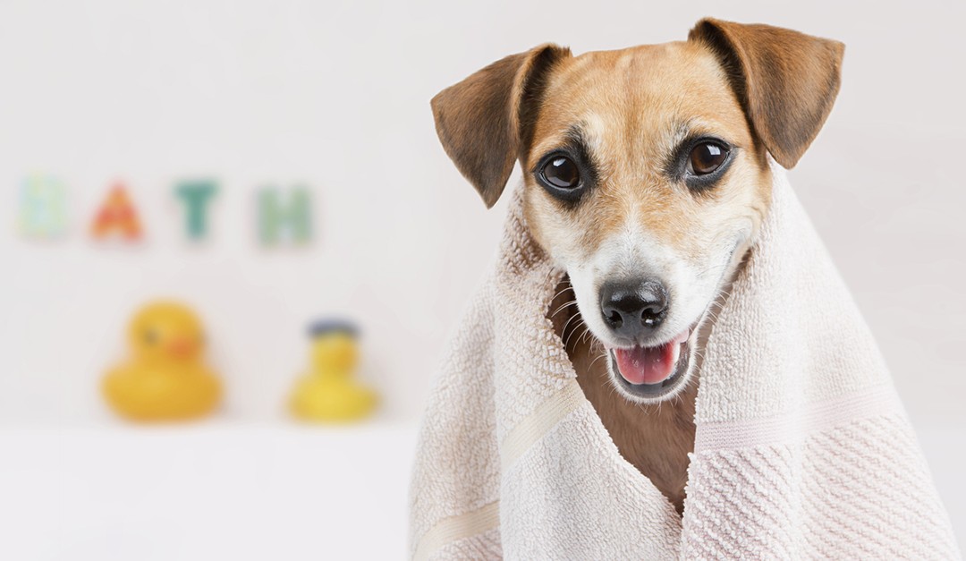 Como dar banho em cachorro na minha casa